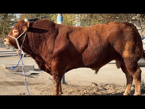 Видео: ЭРТАГА 31-ОКТЯБР ГЎШТГА МАРХАМАТ ШАХЗОД КАССОБ ГЎШТХОНАСИ 1215 КГ 🦬 ЛЕМУЗИН ПАРОДА !!! ХОРАЗМ БОЗОР