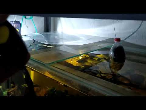 Видео: Отличный аквариум для содержания L сомов