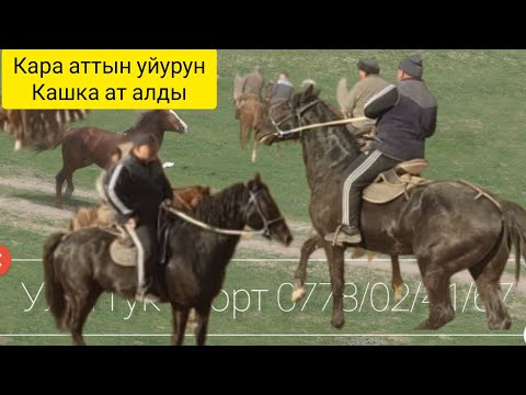 Видео: Айгыр койу
