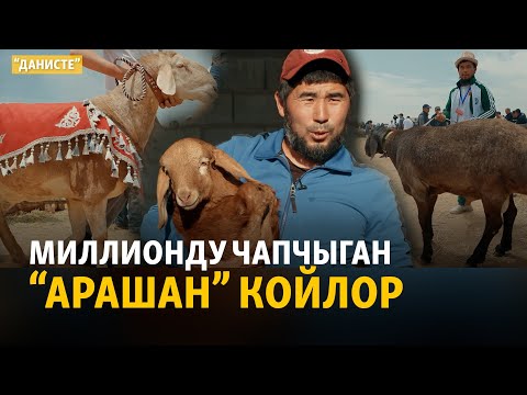 Видео: Миллион чапчыган "Арашан" койлор | ДАНИСТЕ