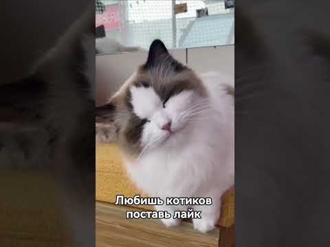 Видео: #лайк кошкам #лайк #рекомендации #кот #cat #котик #кошка