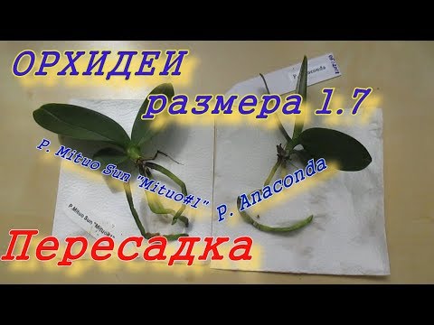 Видео: Пересадка малышей фаленопсиса из мха, в размере 1.7 Mituo Sun and Anaconda