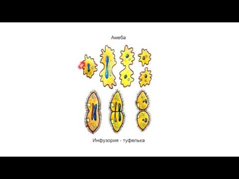 Видео: Подцарство Простейшие