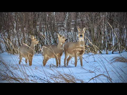 Видео: Сезон охоты на косулю | Закрыл сезон прекрасной охотой и трофеем