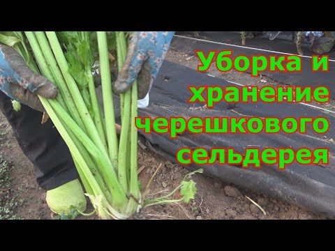 Видео: Как сохранить черешковый сельдерей. Несколько способов хранения черешкового сельдерея после сбора