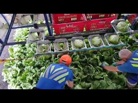 Видео: Работа в Англии. Процесс сбора капусты