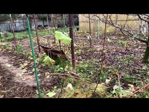 Видео: #Виноград.Обрезка,укладка,укрытие .продолжаем)