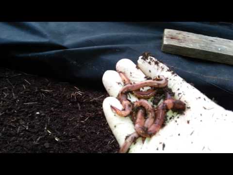 Видео: Дендробена в огороде-3