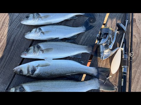 Видео: Рыбалка на сибаса в Черногории с берега| Тонкости ловли сибаса в Адриатическом море.