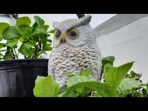 Видео: гортензия на выгонку через 14 дней.а так же пересадка и деление взрослого куста гортензии