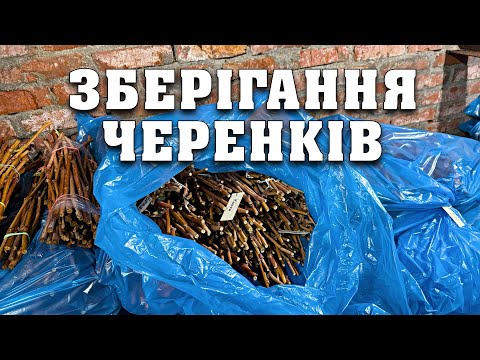 Видео: Зберігання черенків взимку. Користуюсь цим способом більше 20 років