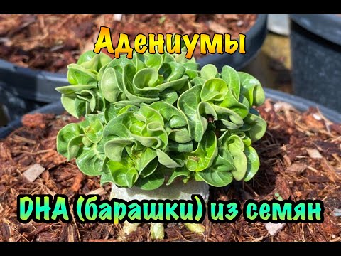 Видео: Адениумы DHA (барашки) из семян