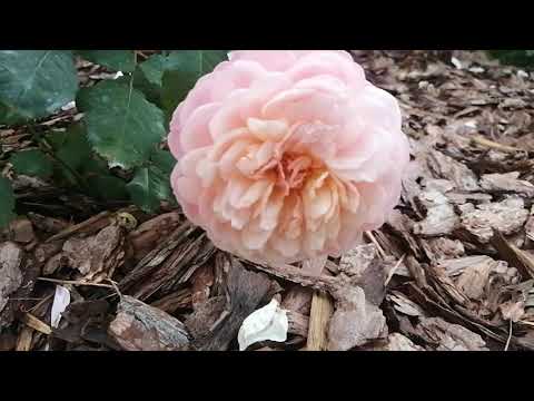 Видео: Розы. Цветение в первую волну (часть5) и начало второй волны. О сортах Rokoko,Telethon,Prix Redut...