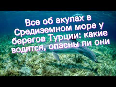 Видео: Все об акулах в Средиземном море у берегов Турции: какие водятся, опасны ли они
