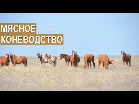 Видео: Фермер Мякишев С.И. О мясном коневодстве в Волгоградской области