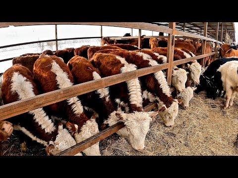 Видео: ҰЗЫНАҒАШ-АМАНАТ МАЛ БАЗАРЫ ҚОРА ОПТОМ СКОТНЫЙ РЫНОК УЗЫНАГАШ #базаркз #говядина