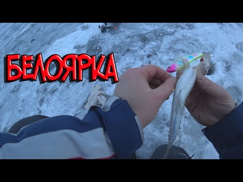 Видео: В поисках судака Белоярка
