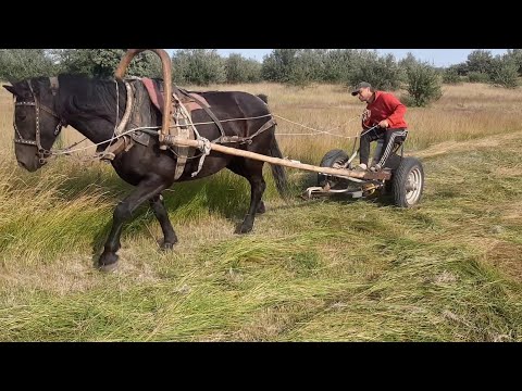 Видео: Покос на идеально отрегулированной конной косилке.