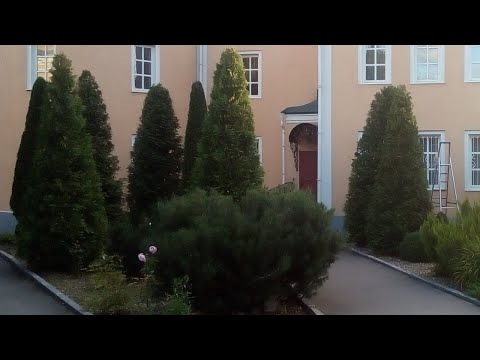 Видео: Формировка туй на конус