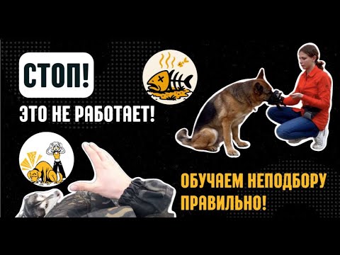 Видео: Как отучить собаку подбирать с земли? ТОП ошибок и работающие советы