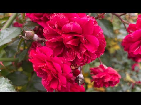 Видео: Троянда Хеллоу/Hello-детальний огляд #троянди 