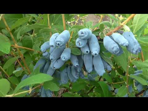 Видео: АВРОРА  - жимолость с невероятным урожаем. Смотрим!