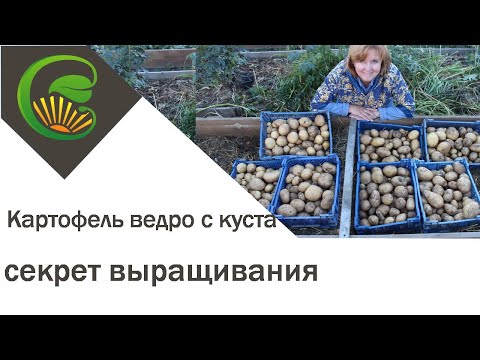 Видео: Картофель ведро с куста  Секрет выращивания