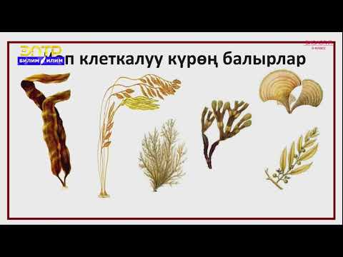 Видео: 6-класс |  Биология  | Көп клеткалуу балырлардын түрлөрү:жашыл, күрөң жана кызыл балырлар