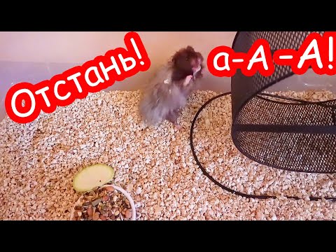 Видео: VLOG Хомяк на меня накричал