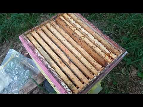 Видео: Взяток с липы, лесная пасека. 24 июня 2025 года.