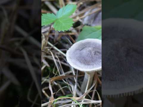 Видео: Ось такий сіренький гриб😉 #mushroom #nature #wildmushrooms #природа #wildlife #ліс