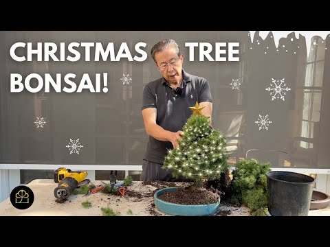 Видео: Делаем бонсай из рождественской елки!