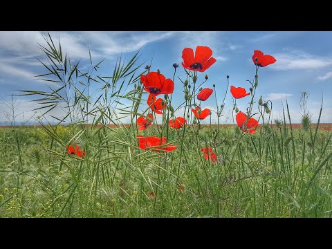 Видео: Ерлан Рысқали “Сағындым ғой” - керемет орындау