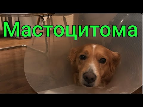 Видео: Мастоцитома у собаки 🐕 наш опыт