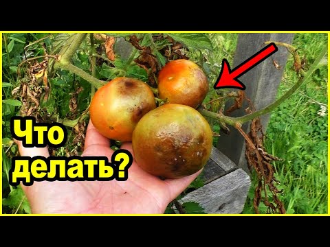 Видео: Фитофтора на помидорах, как бороться.