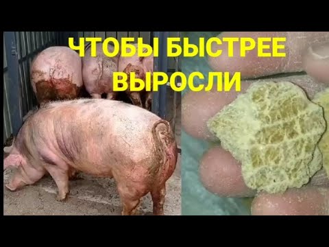 Видео: Соевый шрот (макуха) • Сколько добавлять его в рацион? • Сім'я в селі