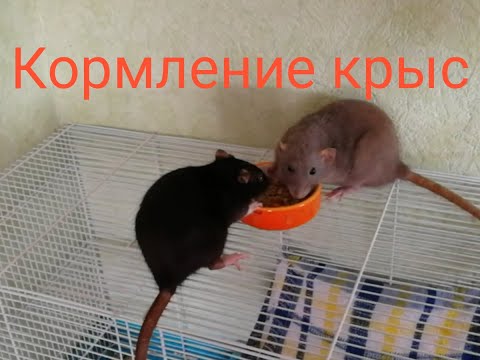 Видео: Как кормить декоративных крыс. Наш рацион
