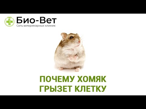 Видео: Почему Хомяк Грызет Клетку & Как Отучить Хомяка Грызть Клетку.  Ветклиника Био-Вет