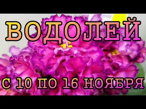 Видео: ВОДОЛЕЙ таро прогноз на неделю с 10 по 16 НОЯБРЯ 2025 года