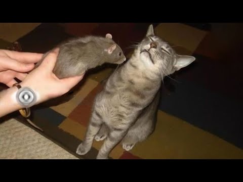 Видео: Я РЖАЛ ПОЛ ЧАСА!😹 СМЕШНЫЕ ЖИВОТНЫЕ В ДЕЛЕ!🔥