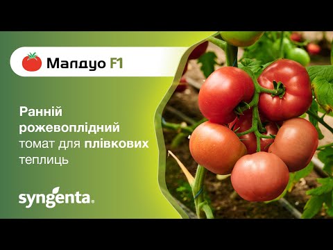 Видео: Малдуо — ранній рожевоплідний томат для плівкових теплиць