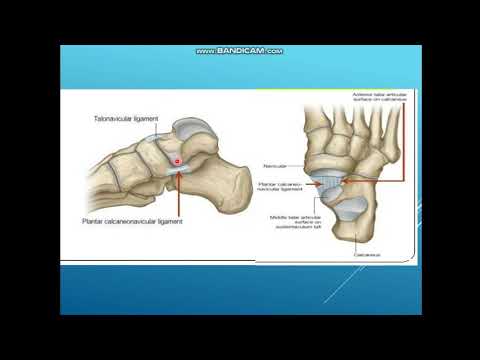 Видео: Асық - өкше - қайықша буыны. Өкше - текше буыны. Аяқ буындары