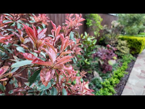 Видео: Как выбрать самую выносливую Фотинию