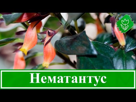 Видео: 🥀 Цветок нематантус – уход в домашних условиях, виды и размножение гипоцирты