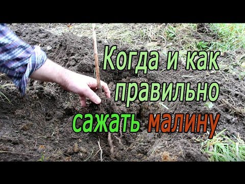 Видео: Когда и как правильно сажать малину