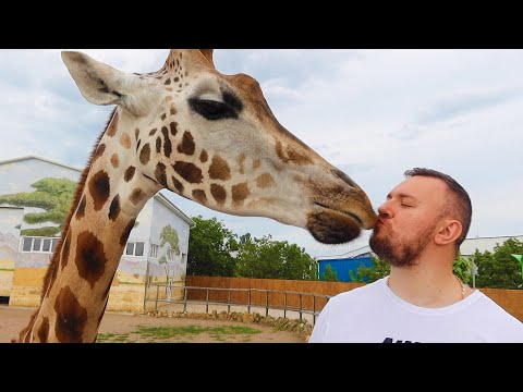 Видео: Нас ПОСАДИЛИ в клетку со ЛЬВАМИ