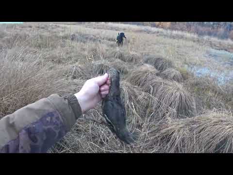 Видео: Осень на Севере Якутии. Гусь.