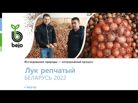 Видео: Хранение лука Алонсо F1 навалом в ФХ "Дударука В.Д."