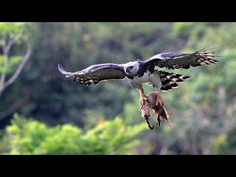 Видео: ГАРПИЯ -  огромный лесной орел, похищающий обезьян и даже ленивцев!