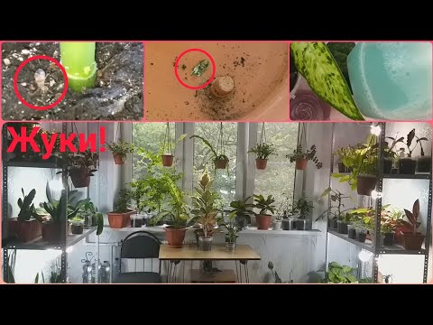 Видео: Два новичка с неприятным осадком🌱Обработка от жуков🌷Пересадка🌱Грунт🌷Подбор горшка по корневой🌷